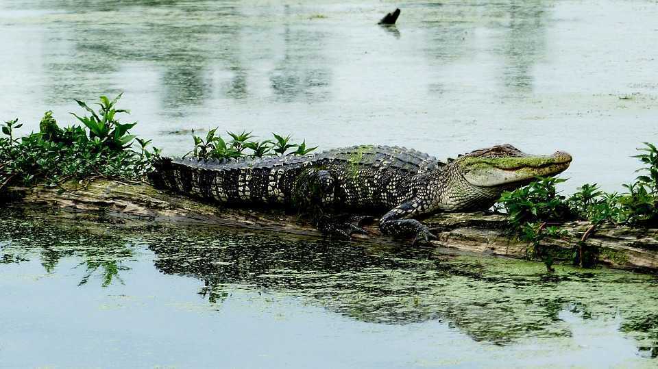 Un aligator înghite o dronă, care îi explodează în gură / VIDEO