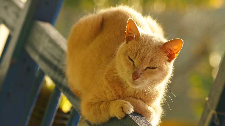 Cu 17°C, avem o zvârlitură de băț până-n primăvară