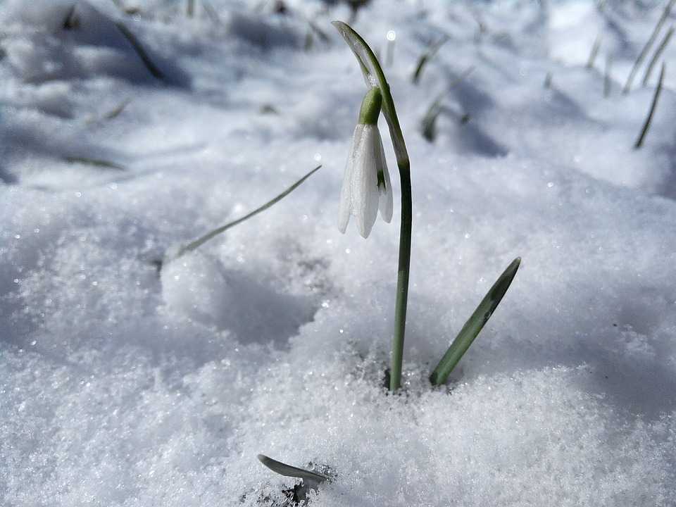 Primăvară-n calendar, dar vânt și ninsori pe uliță