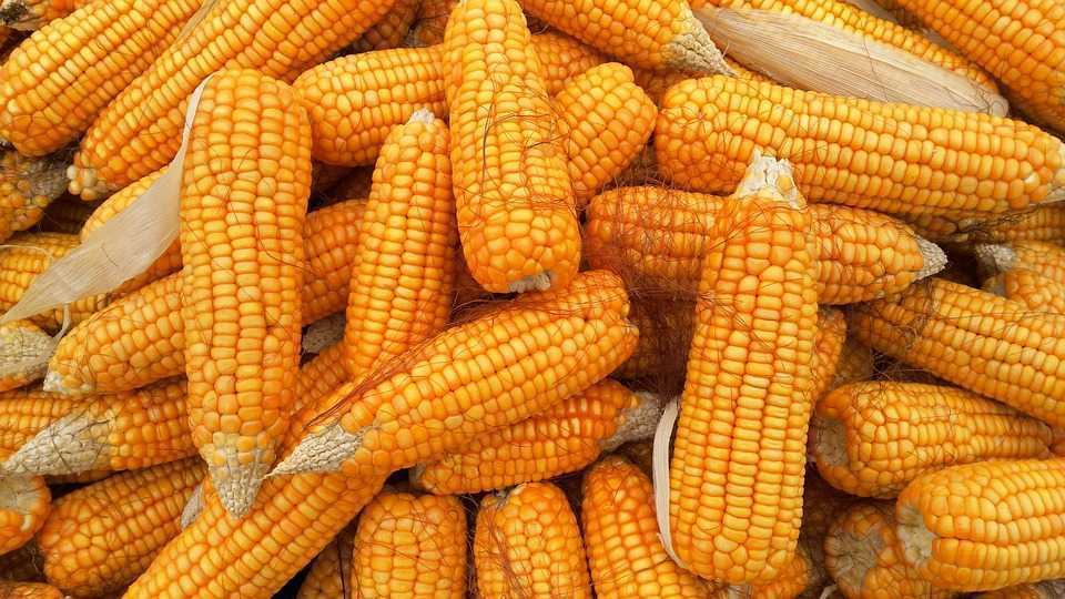 Rusia suspendă exporturile de cereale către Uniunea Economică Eurasiatică