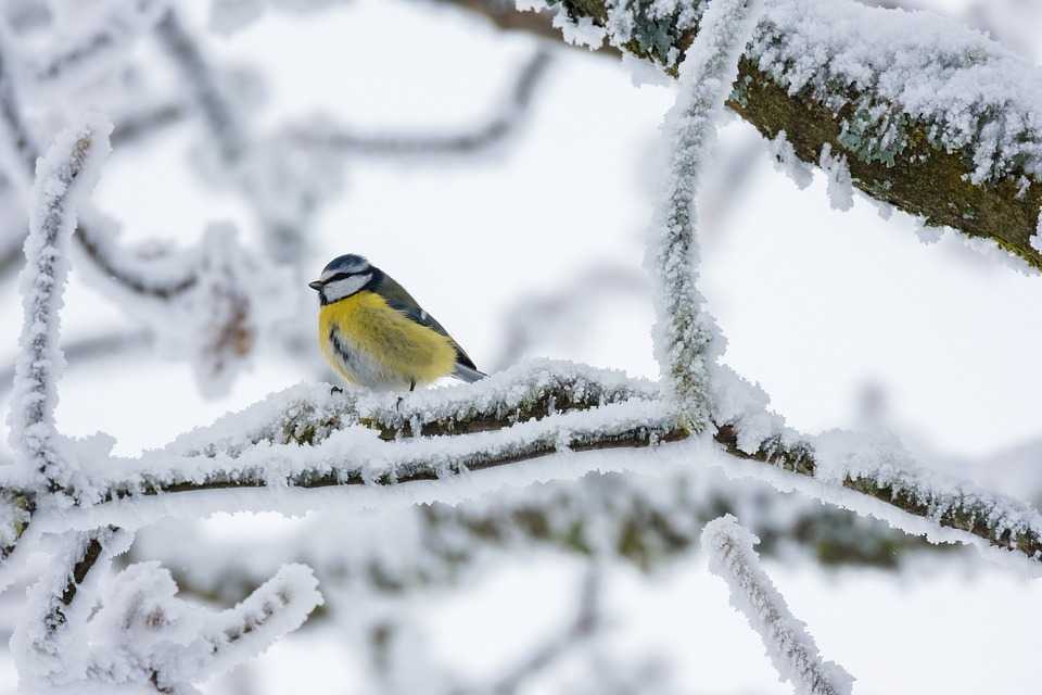 Sanie cu zurgălăi, cu țurțuri și ghiocei. La noapte vom avea până la -9