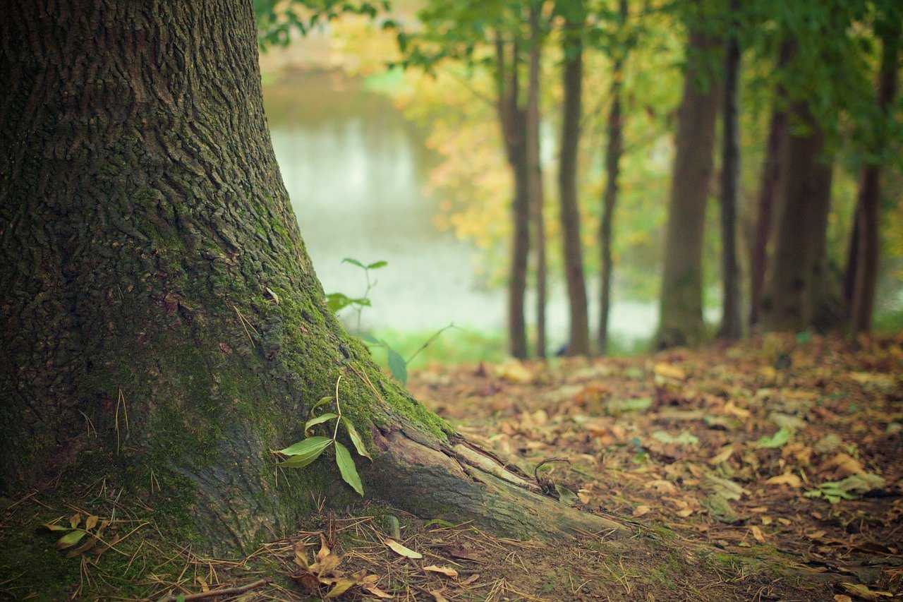 În Luna Pădurii, împreună salvăm ”plămânii Pământului”