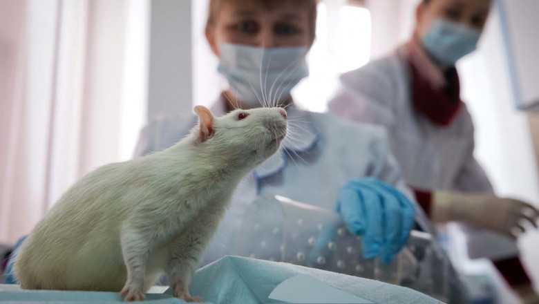ANSA: A fost instituit Comitetul național de etică pentru protecția animalelor
