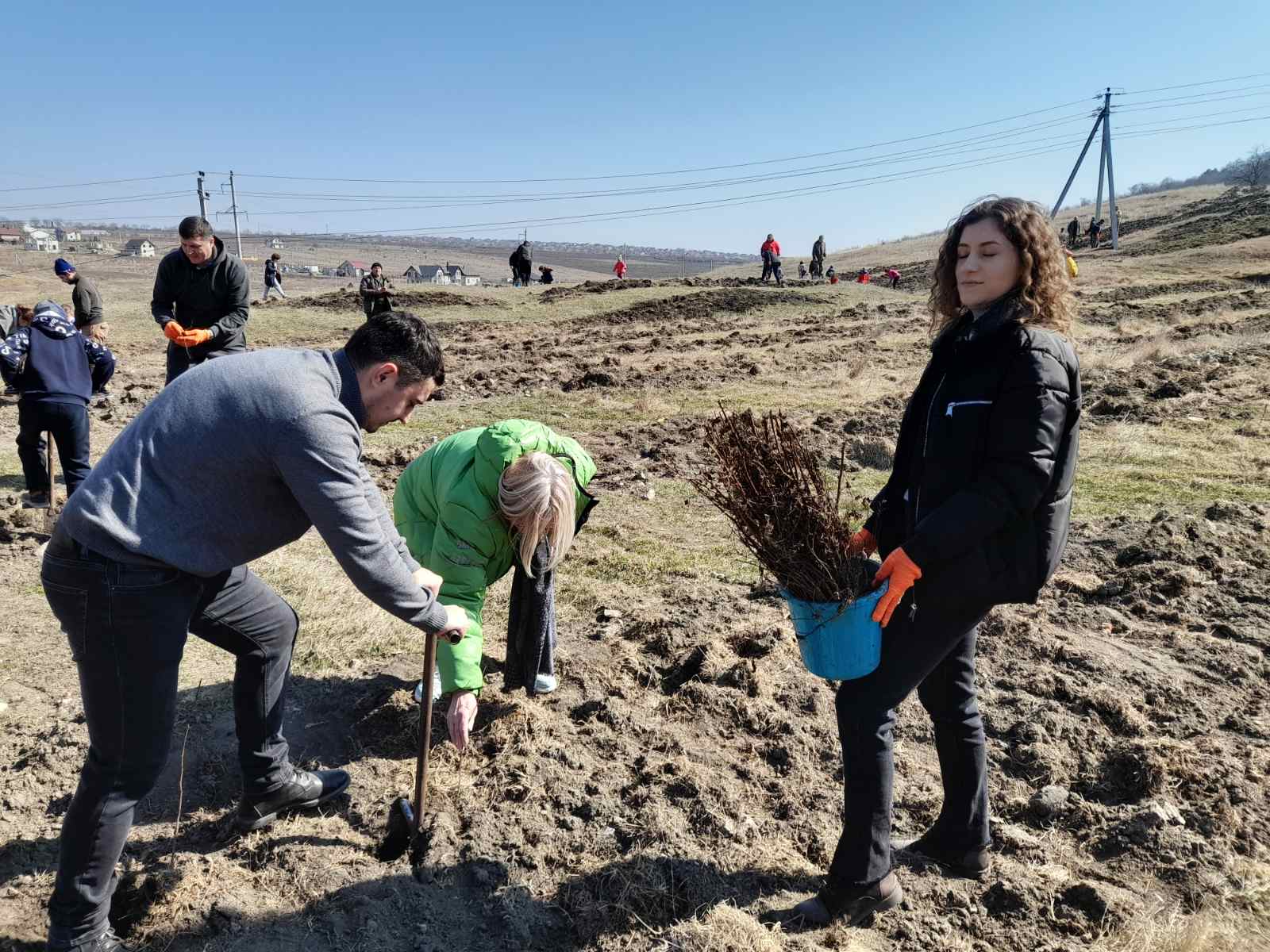 Angajații din domeniul protecției mediului au plantat o viitoare pădure de salcâm
