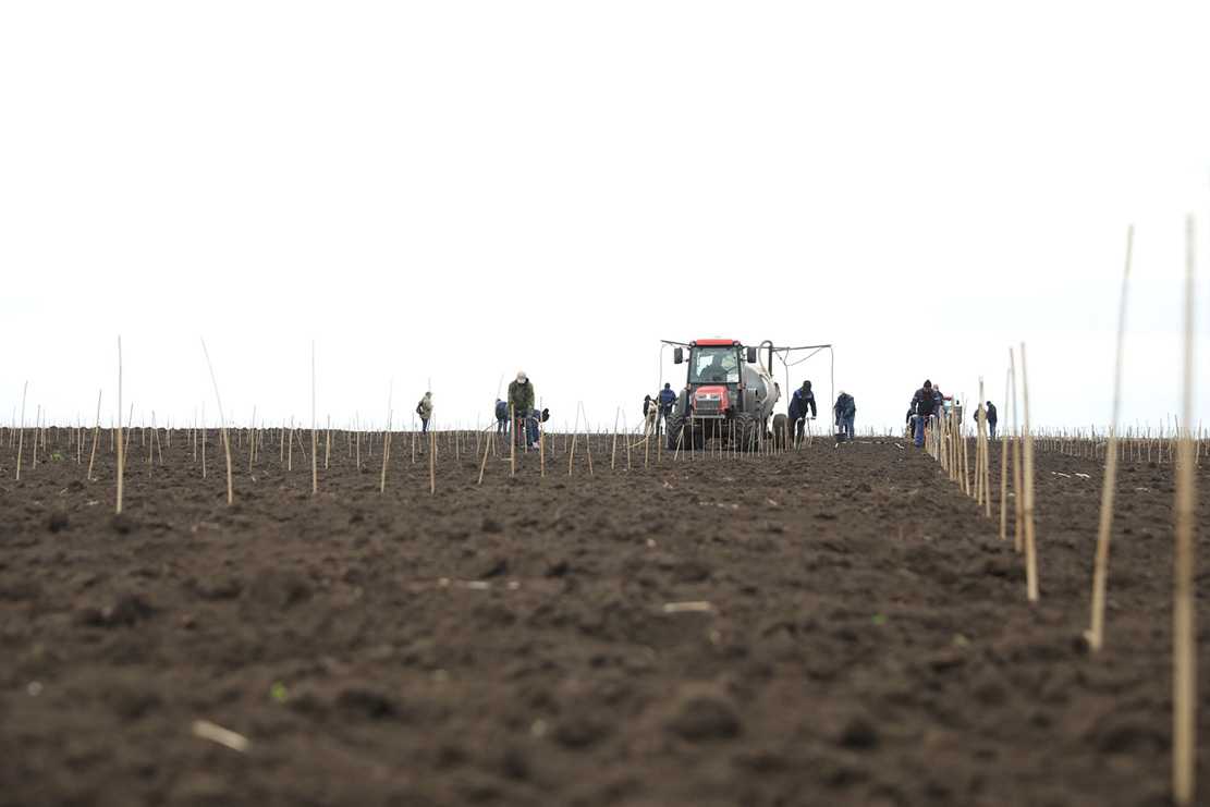 După 25 de ani, în Moldova sunt plantate vii cu butași autohtoni cu calități biologice superioare