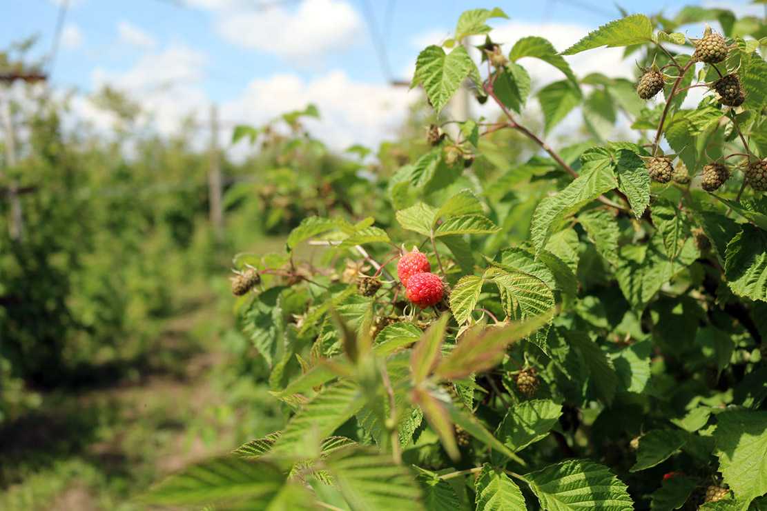 Agricultorii tot mai interesați să producă zmeur ca urmare a creșterii consumului de acest tip de bacifere