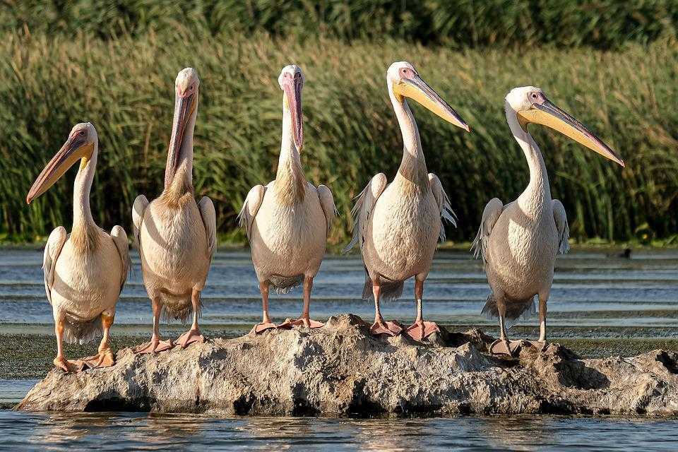În R.Moldova ar putea fi creată rețeaua Emerald, pentru a proteja și conserva ariile naturale