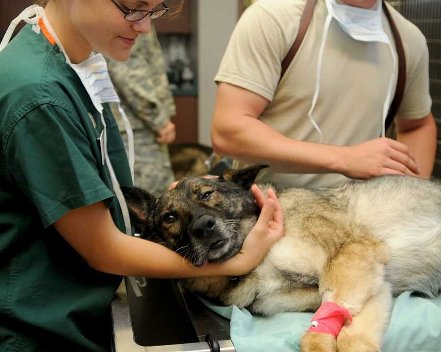 A fost simplificată procedura de înregistrare a medicamentelor de uz veterinar