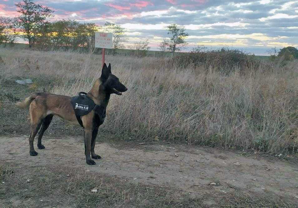 Câinele de serviciu Moly fortifică prestigiul Poliției de Frontieră
