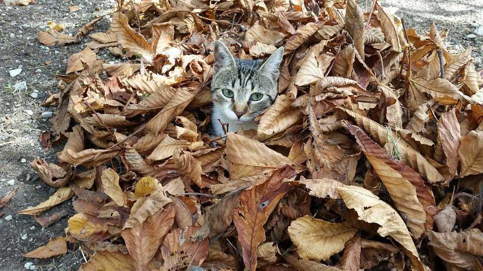 Noiembrie pe ducă iarna să aducă. Prognoza meteo