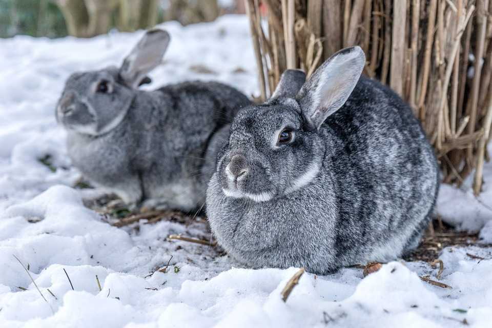 Iepurii și vremea în Republica Moldova. Prognoza meteo