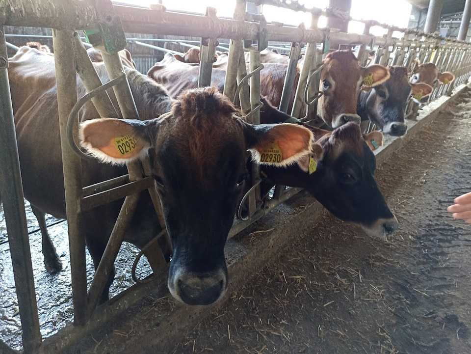 O nouă fermă de prăsilă a bovinelor de rasa Jersey în raionul Glodeni