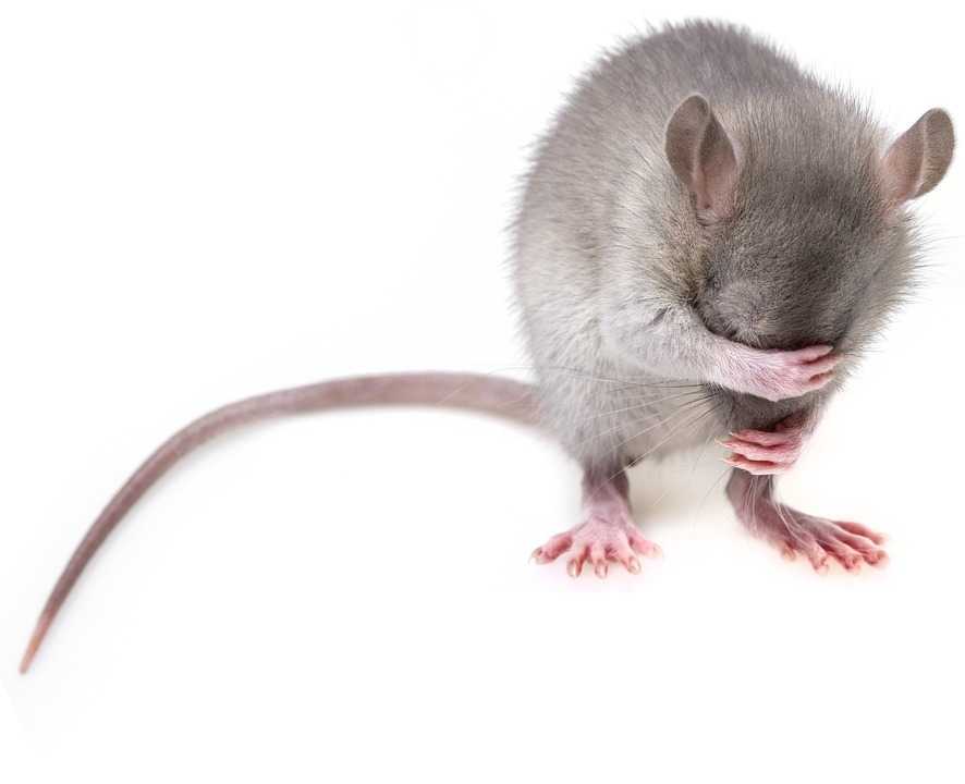 Premieră: Mini-creiere implantate unor șoareci au reacționat la lumină!