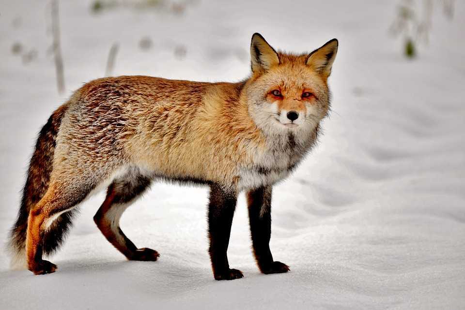 Natura are doar vreme frumoasă. Prognoza meteo, 12 ianuarie 2023