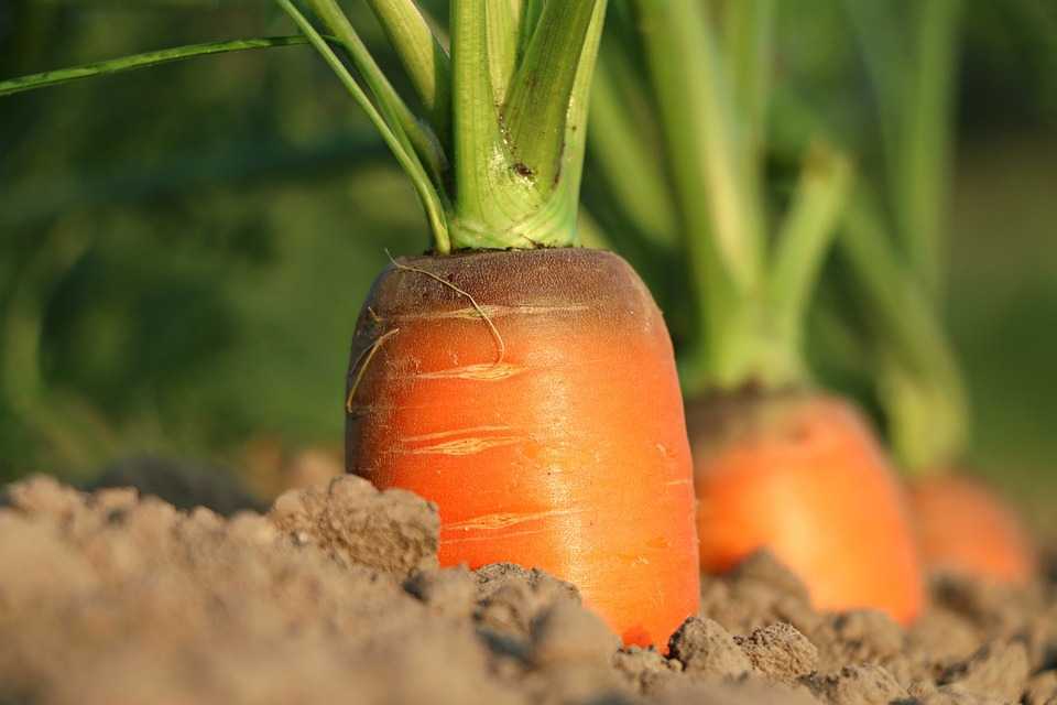 Ce prevede Strategia securității alimentare a R.Moldova pentru anii 2023-2030