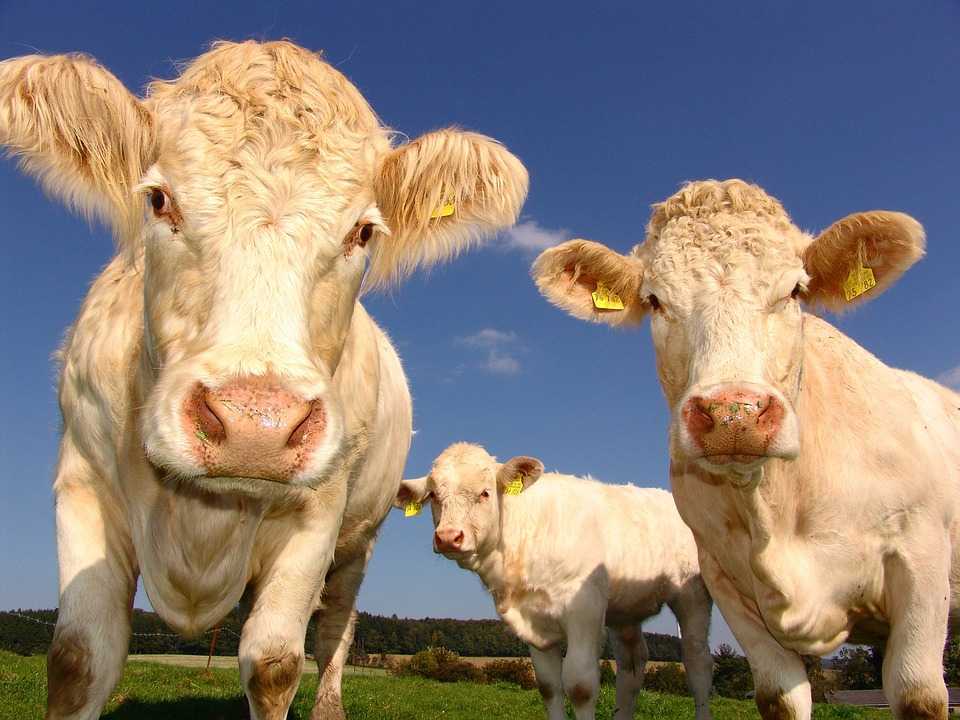 Perspectivele de dezvoltare a învățământului veterinar superior