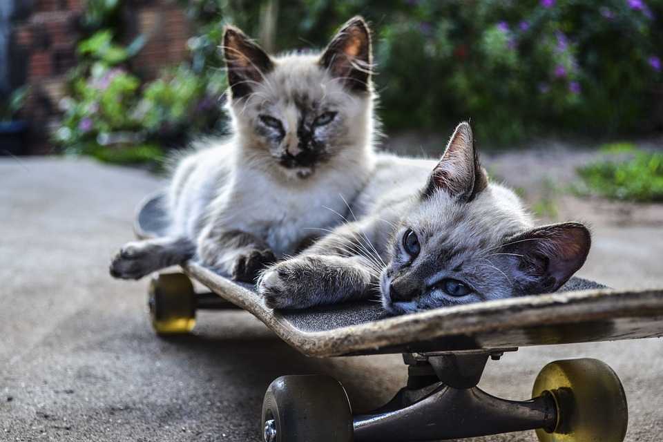 Răcoruț, tocmai de mers la serviciul iubit pe skateboard
