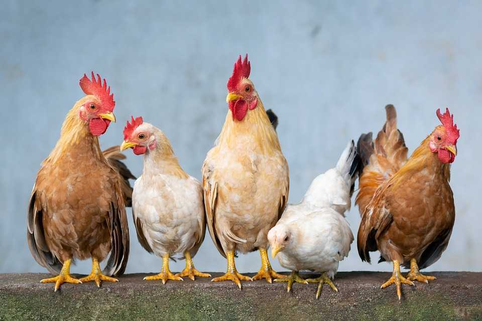 Gripa aviară se extinde în noi ţări şi ameninţă sectorul creşterii păsărilor