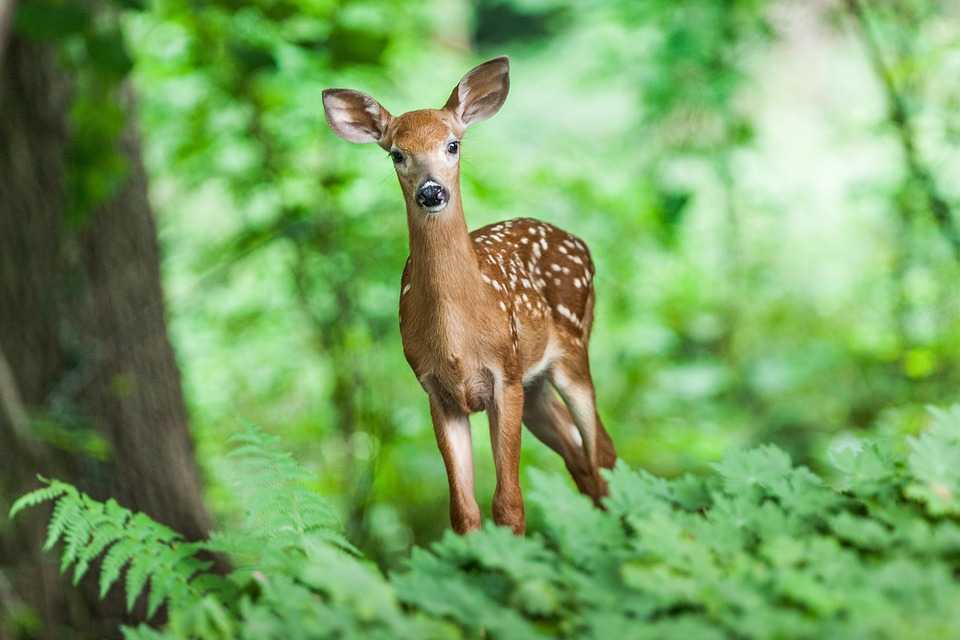 Guvernul va aproba Programul de extindere și împădurire