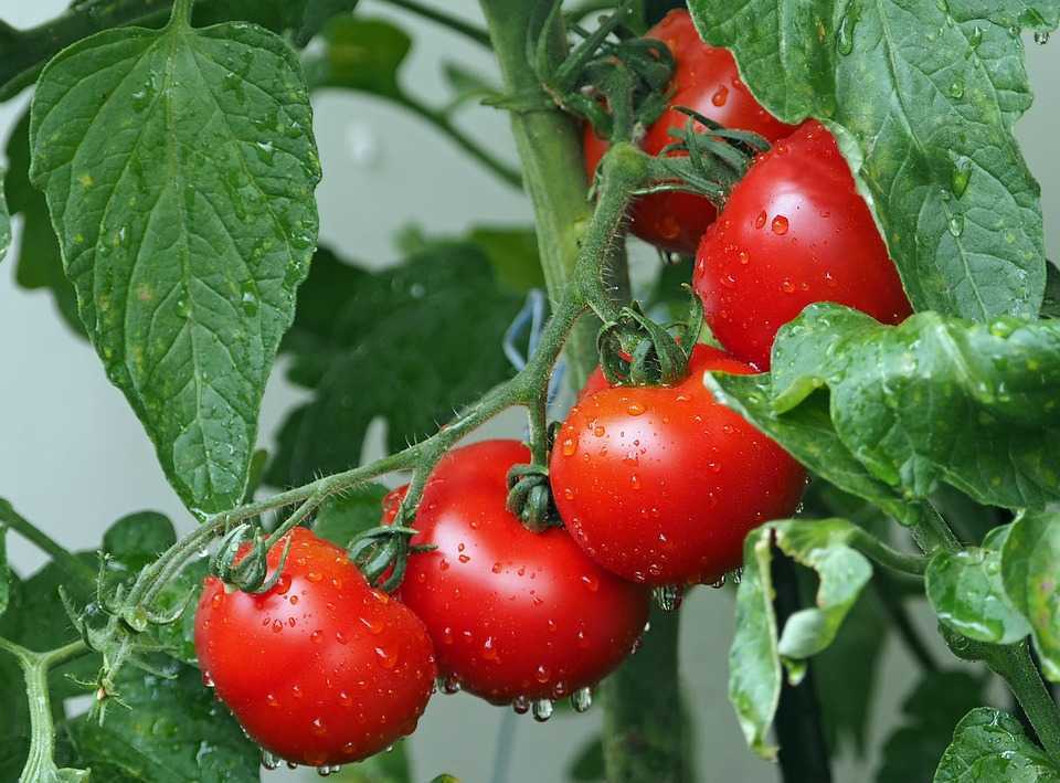 Executivul a aprobat principiile de subvenționare în agricultură și mediul rural