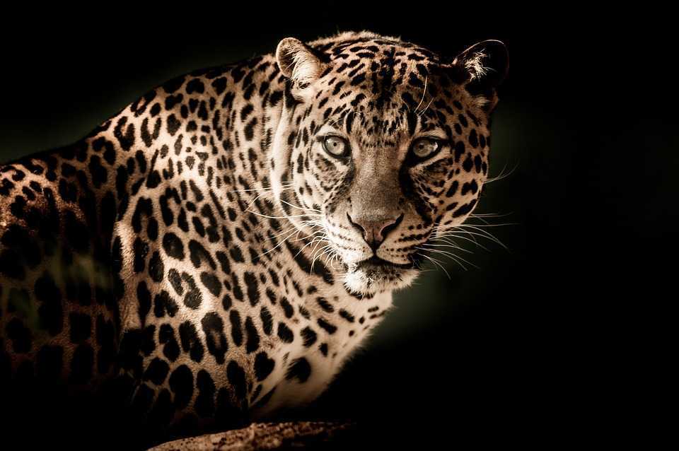 Leoparzii au ajuns în Ucraina și așteaptă să-și sfâșie prada / VIDEO