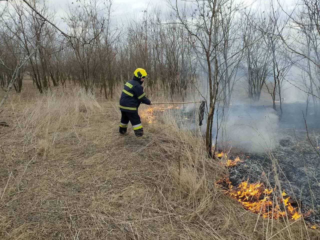 Incendiu de vegetație la Cahul. Pompierii au salvat un mistreț cu puii săi / VIDEO