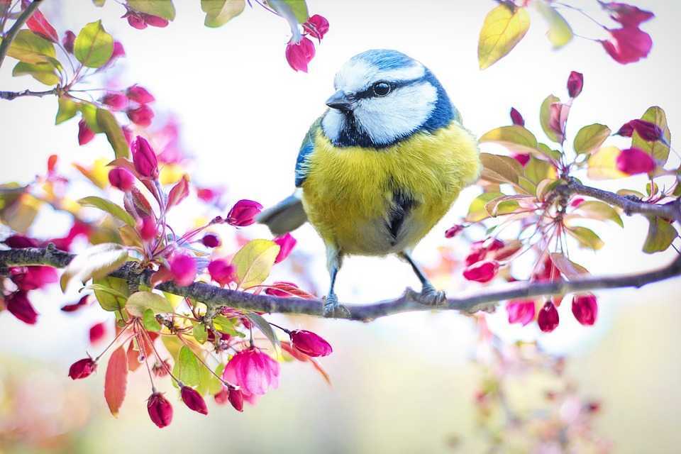 De Florii se încălzește. Prognoza meteo