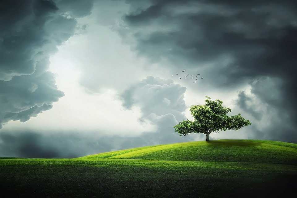 Executivul a aprobat Regulamentul privind etichetarea ecologică