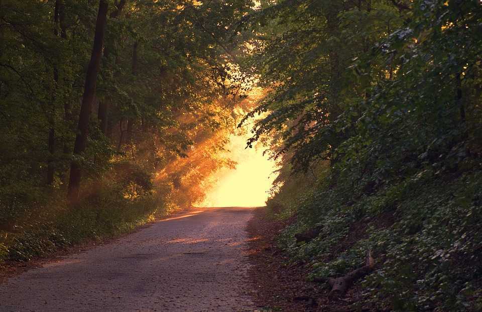 Campania „Luna Pădurii” a totalizat 355 ha de păduri noi plantate pe terenurile administrațiilor publice locale