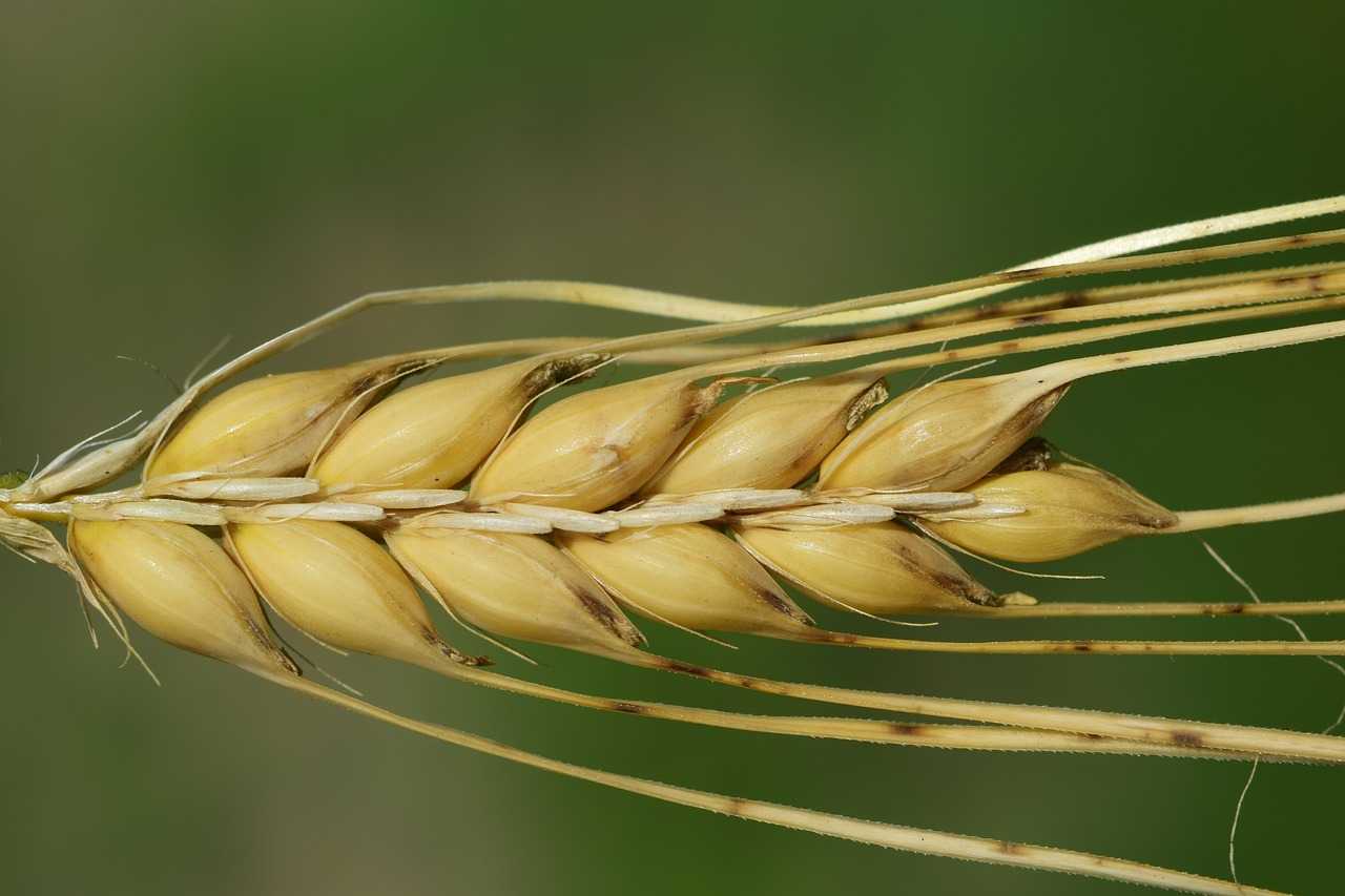 Programul de rambursare a TVA pentru producătorii agricoli va fi extins
