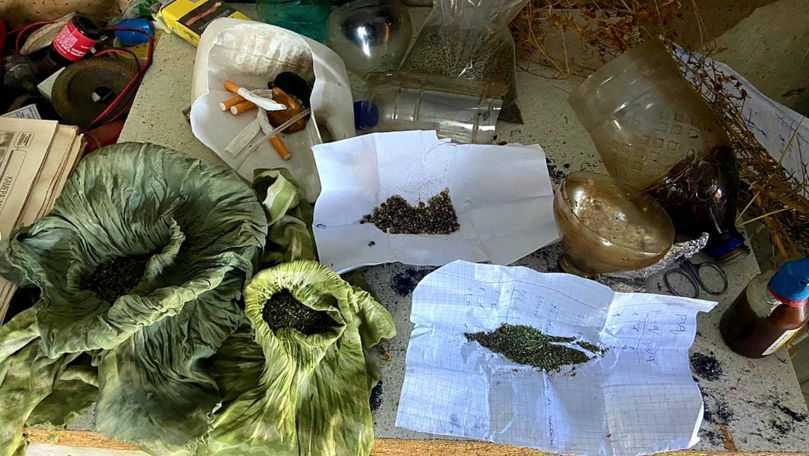 Operațiunea Mac-2023: Marijuana depistată la nordul Republicii Moldova