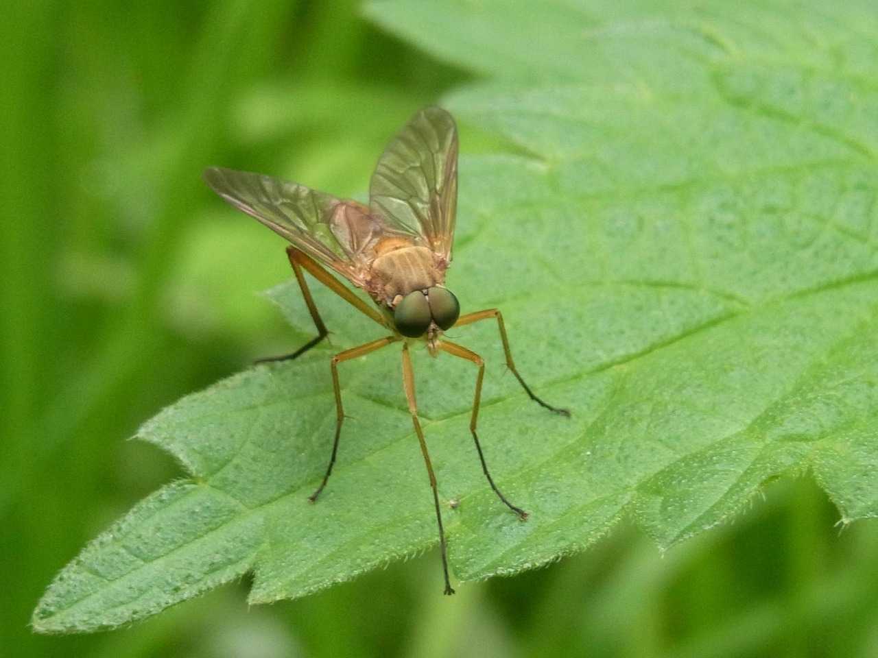 Cum scăpăm de țânțari cu ajutorul remediilor naturale