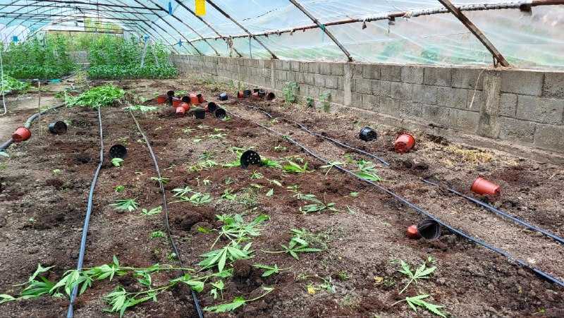 Polițiștii din Orhei au depistat cânepă în valoare de peste 8 milioane de lei