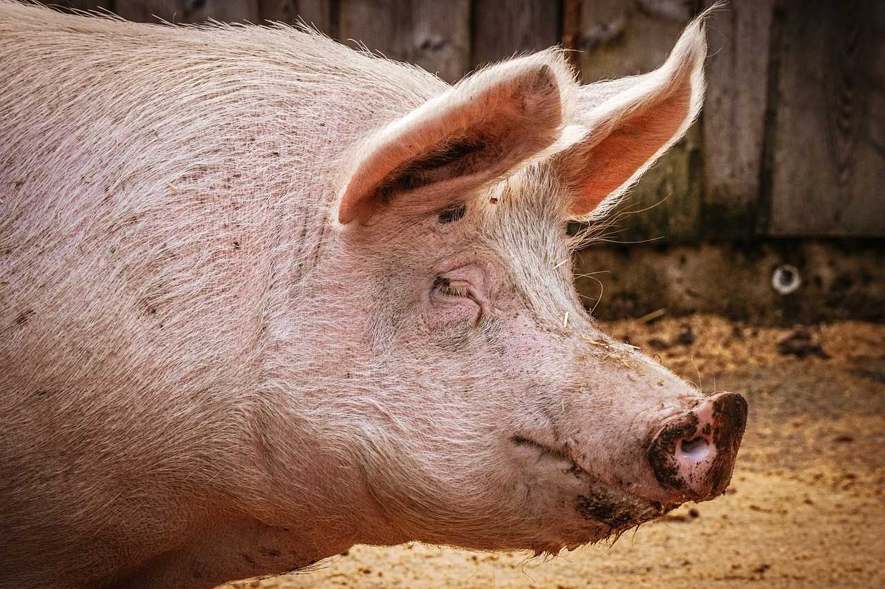 ANSA cere fermierilor din R.Moldova să NU hrănească porcii cu cereale proaspăt recoltate