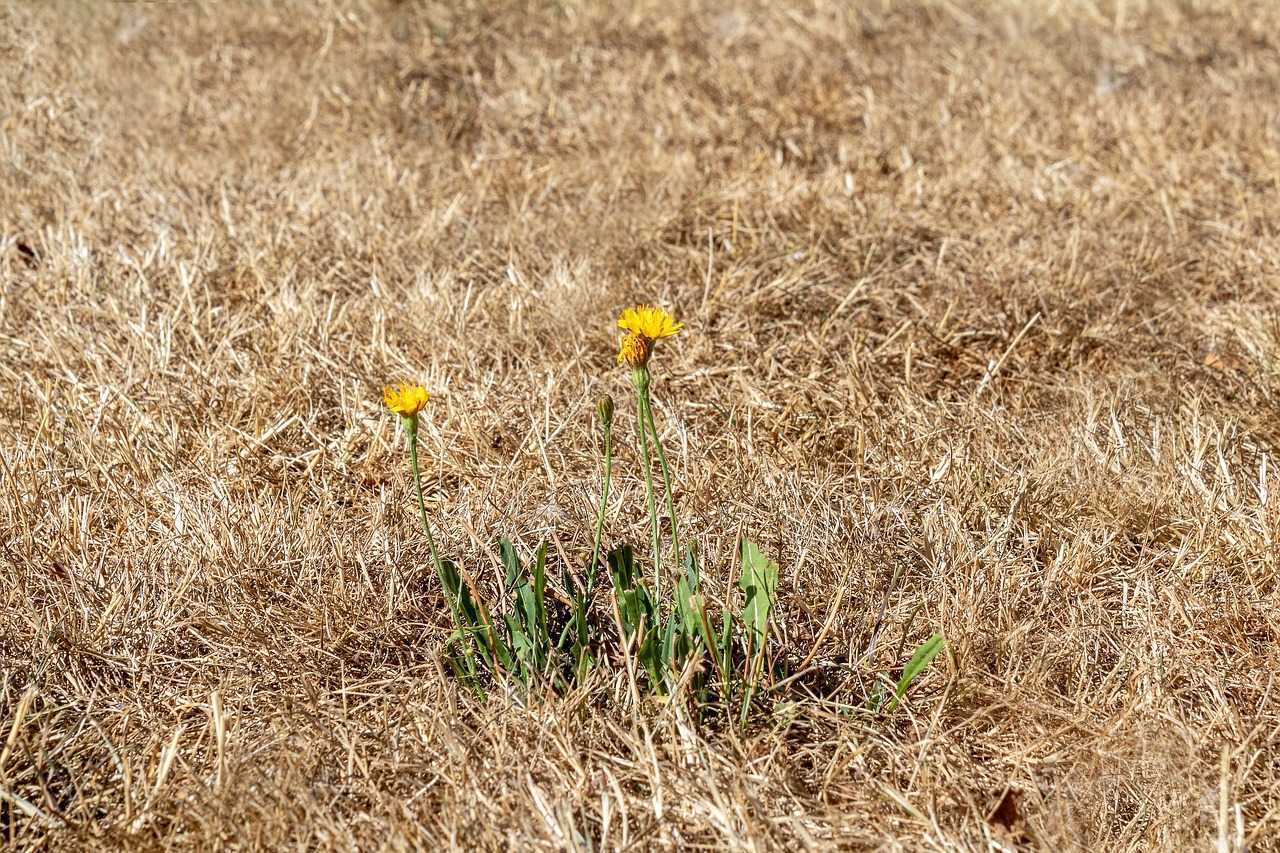 Cod galben de caniculă. Se așteaptă până la 35°C în următoarele zile