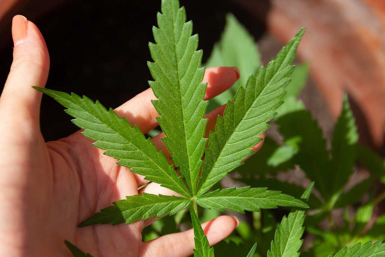 Debut cu stângul al Partidului Coaliția Pro Legalizarea Marijuanei (CPLM)