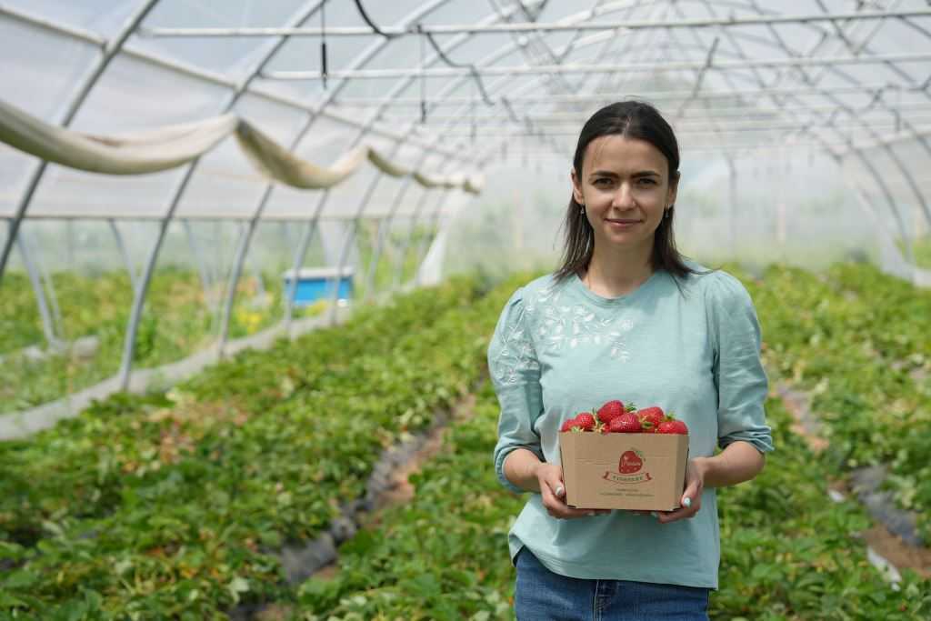 Ana Gavriluța a transformat o plantație de căpșuni într-o afacere profitabilă