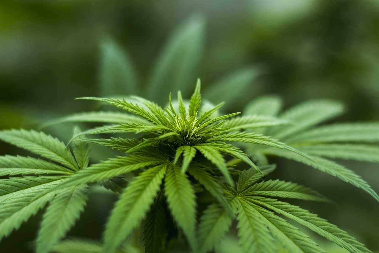 În Republica Moldova ar putea fi permisă cultivarea cânepii industriale