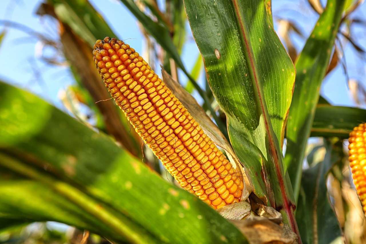 OFICIAL: Guvernul ar putea interzice cultivarea porumbului în sudul țării