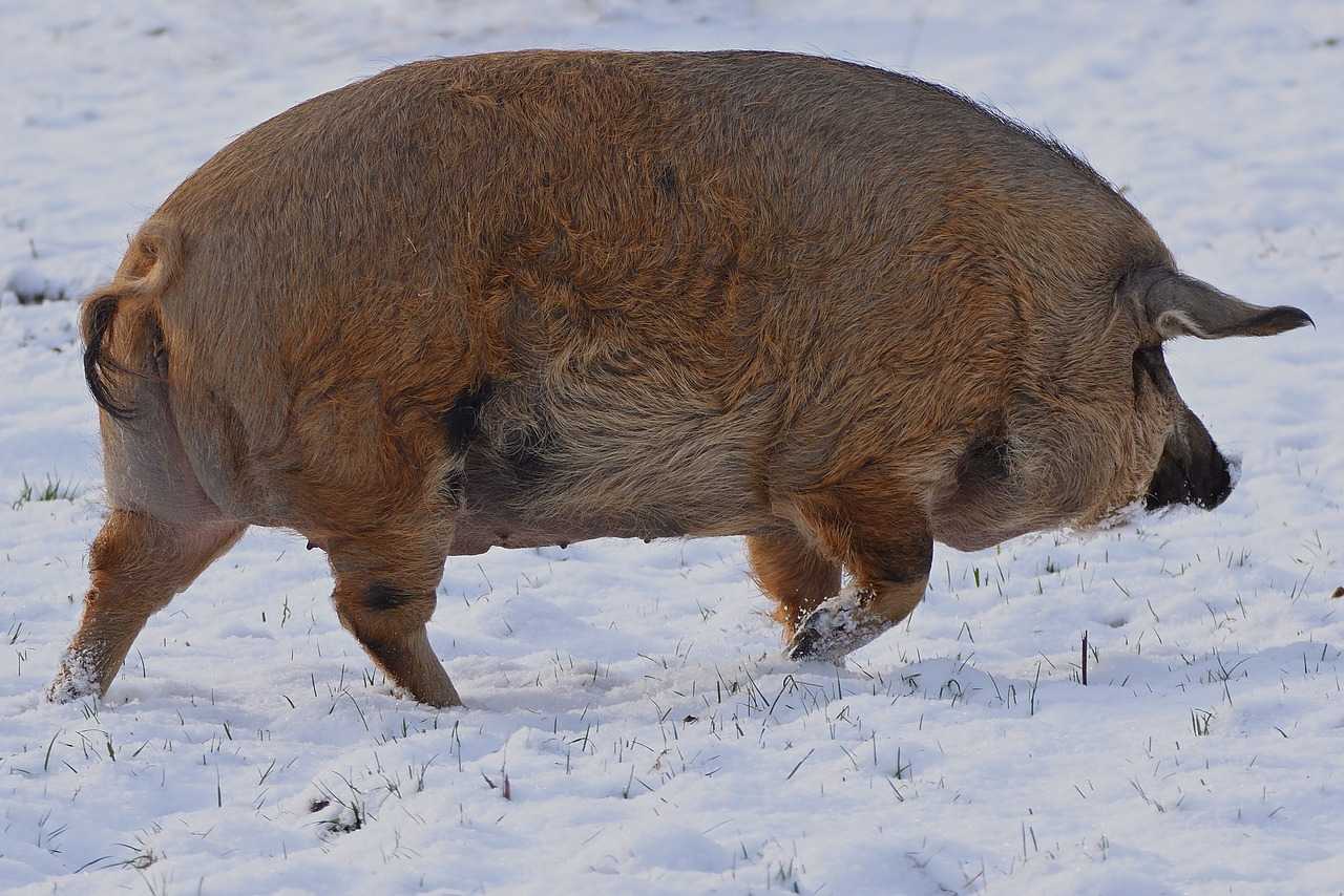 Spania produce cea mai bună carne de porc