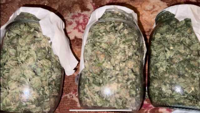 Captură de marijuana de 300.000 lei, la Anenii Noi / VIDEO