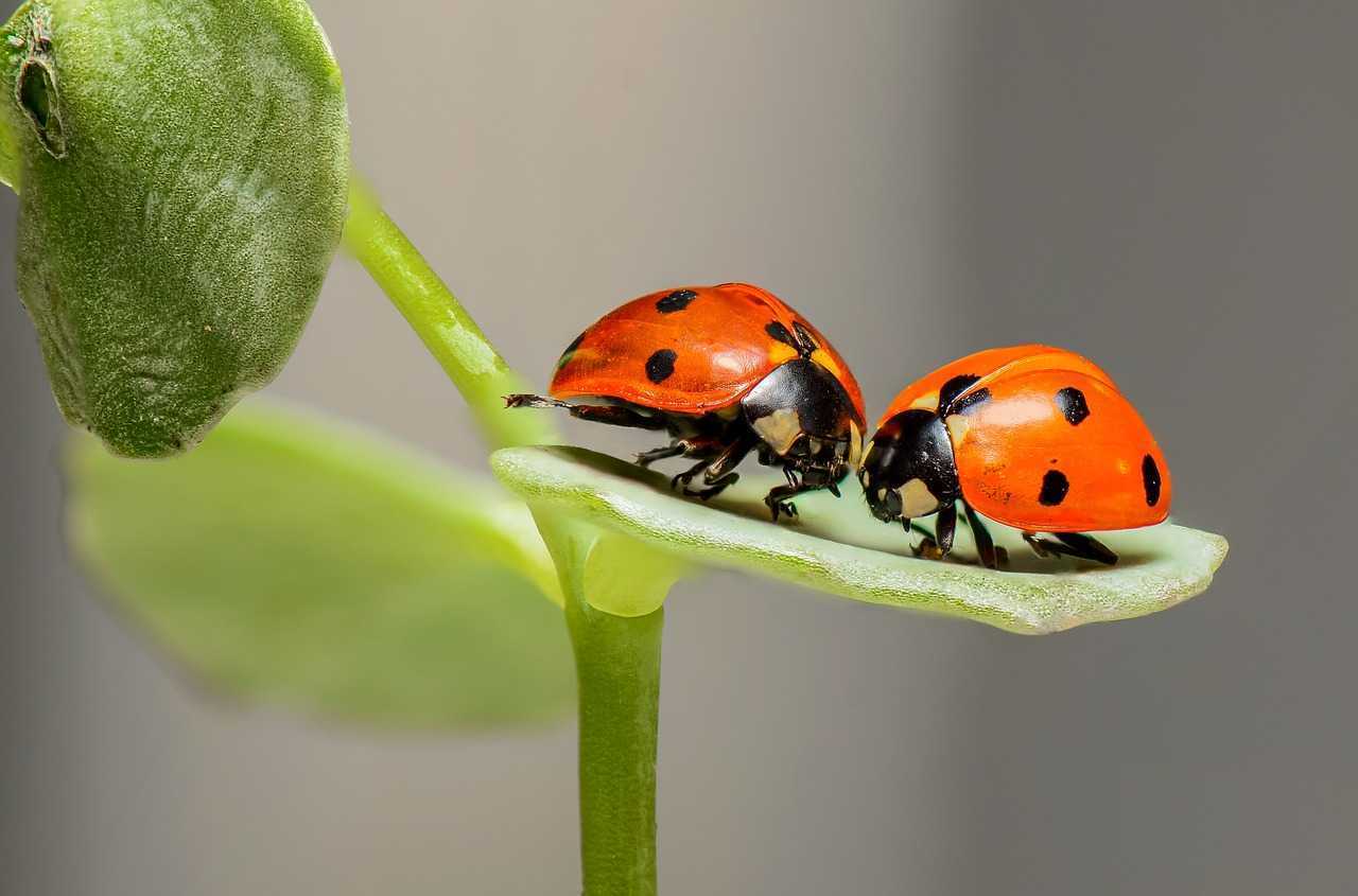 Parlamentarii români au votat interzicerea făinii din insecte în produsele tradiționale