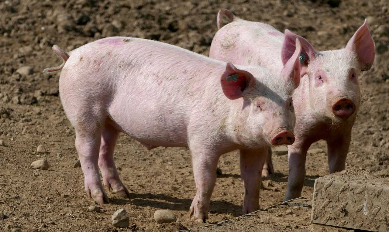 Nimeni nu va putea să interzică românilor să crească, să sacrifice şi să vândă porcul din gospodărie