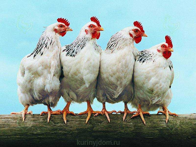 ATENȚIE: Pericol de gripă aviară!