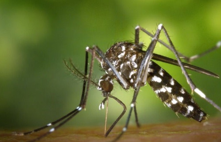 Două cazuri de West Nile, confirmate în Moldova. Unul este autohton