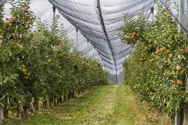 Registru unic pentru livezi: agricultorii din Republica Moldova ar putea scăpa de o parte din birocrație