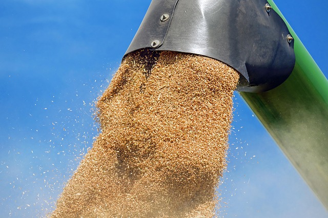 Producătorii de cereale cer măsuri pentru a rămâne competitivi pe piață