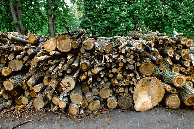 Moldsilva verifică tăieri suspecte de arbori într-o pădure din Călărași