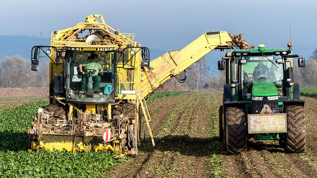 Sfecla de zahăr, la minim istoric în Republica Moldova: Agricultorii avertizează că zahărul s-ar putea scumpi