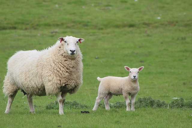 Moldovenii care cresc animale în gospodării vor avea reguli noi din noiembrie. Ce limite intră în vigoare